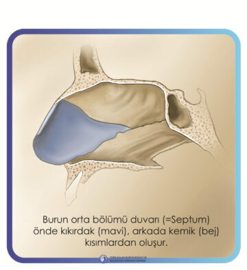 septoplasti septoplasti